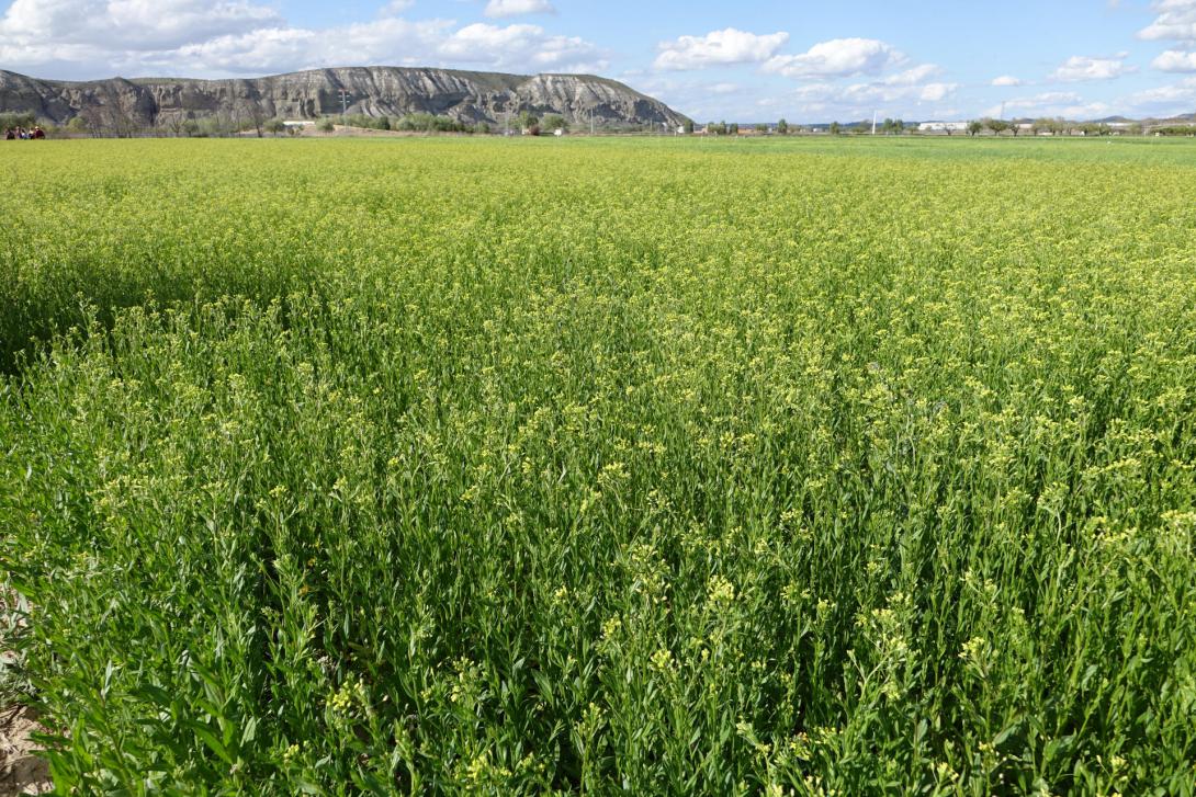 GRMEV Males herbes